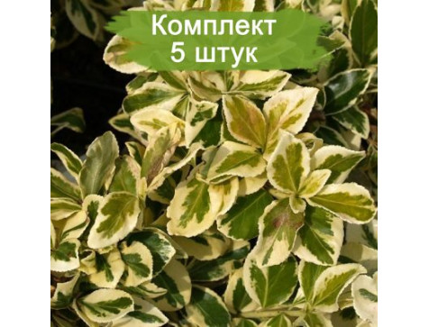 Комплект 5шт / Бересклет Сильвер Квин Комплект 5шт / Бересклет Сильвер Квин